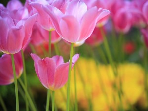 Sweet_Pink_Tulips-_Spring_Flowers_Picture_1024x768.jpg